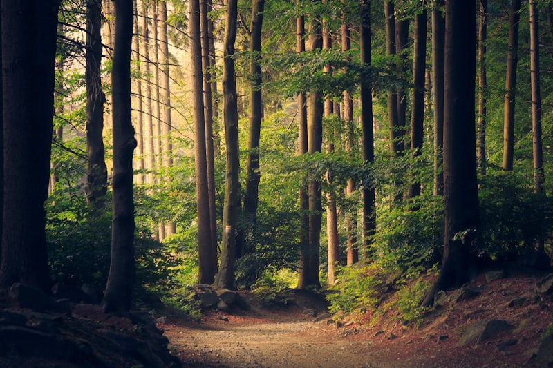 Sun-dappled dirt path winding through a forest of tall trees with green foliage